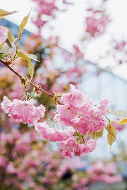 un arbre avec des fleurs roses et un bâtiment derrière lui