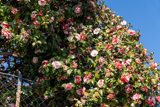 Un arbre avec des fleurs roses et blanches est en pleine floraison