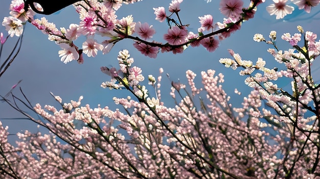Photo un arbre avec des fleurs roses et un ciel bleu derrière eux