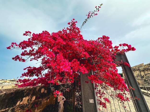 un arbre avec des fleurs roses devant un bâtiment avec le numéro 2 dessus