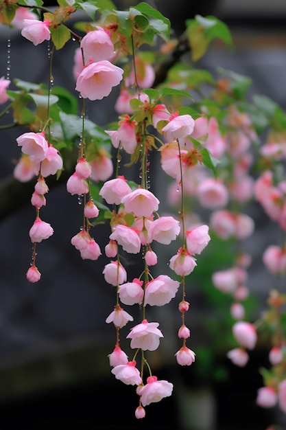 Un arbre avec des fleurs roses suspendues