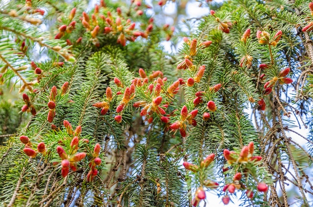 Un arbre avec des fleurs rouges dessus