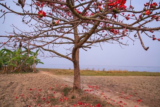 Arbre à fleurs rouges sur fond de mer et de ciel bleu