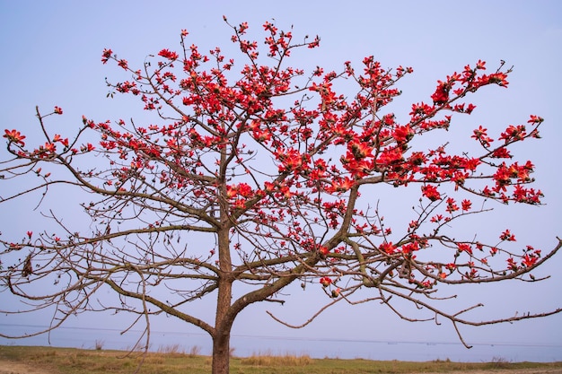 Arbre à fleurs rouges sur fond de mer et de ciel bleu