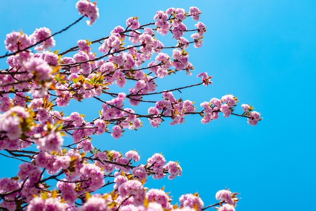 Arbre en fleurs sakura sur fond de ciel bleu branches de sakura en fleurs sur fond de ciel sakura ...