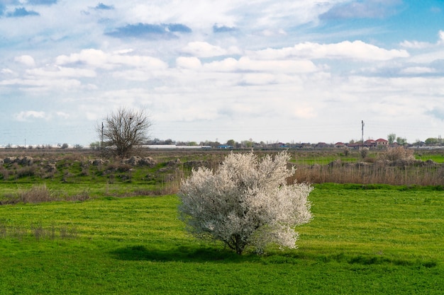 Arbre en fleurs solitaire sur un champ agricole au printemps