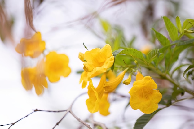 Arbre à fleurs de trompette jaune de l'espèce Tecoma stans