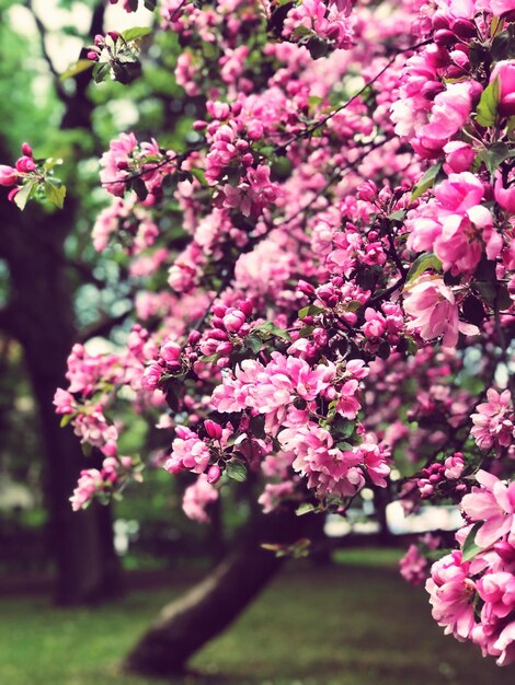 Photo un arbre en fleurs