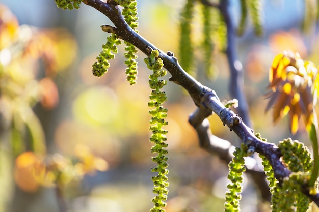 Arbre en fleurs