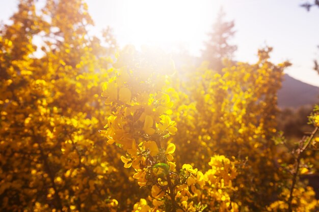 Arbre en fleurs