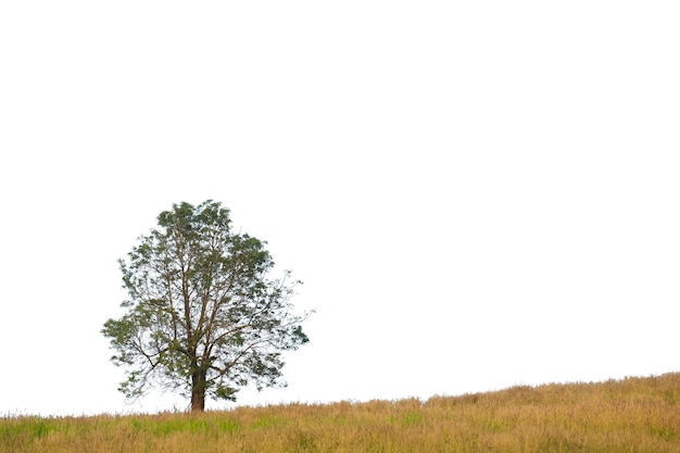 Arbre en fond blanc isolé avec un tracé de détourage