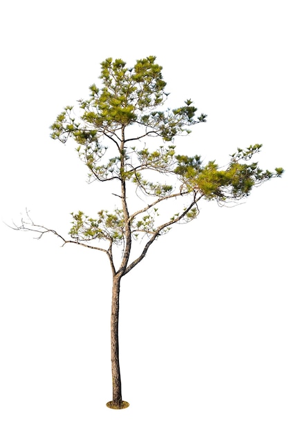 Photo arbre sur un fond blanc