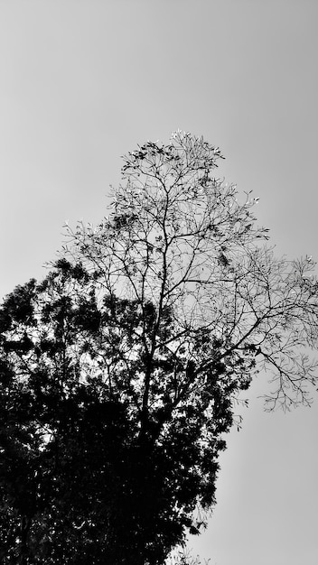 Un arbre avec un fond de ciel et un arbre avec quelques feuilles