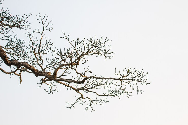 Arbre et fond de ciel bleu