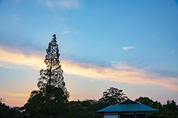 arbre sur fond de ciel coucher de soleil