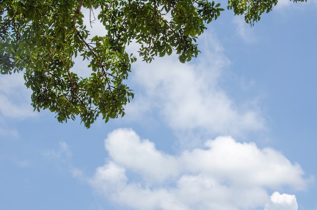 Arbre sur fond de ciel