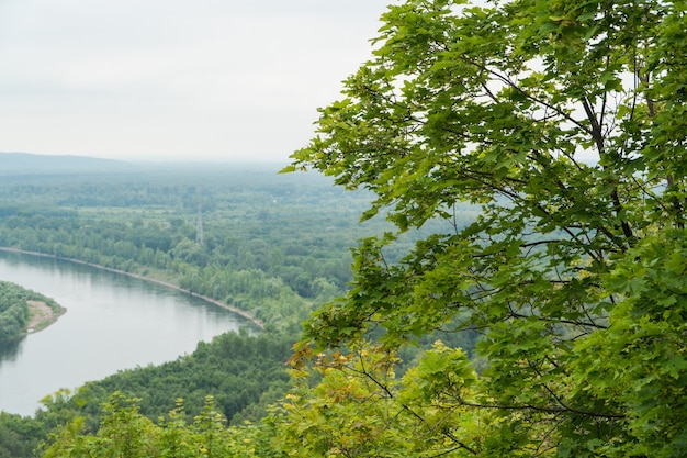 Arbre sur le fond du paysage avec la rivière et la forêt