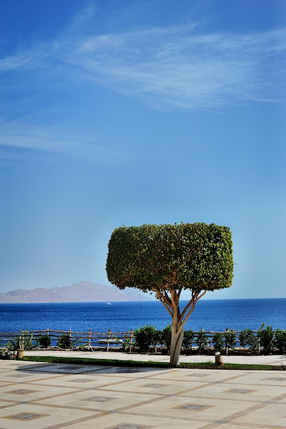 Arbre sur fond de mer