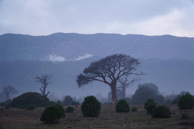 Photo arbre sur fond de montagnes à cirali