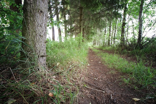 Arbre forestier au sol de la route