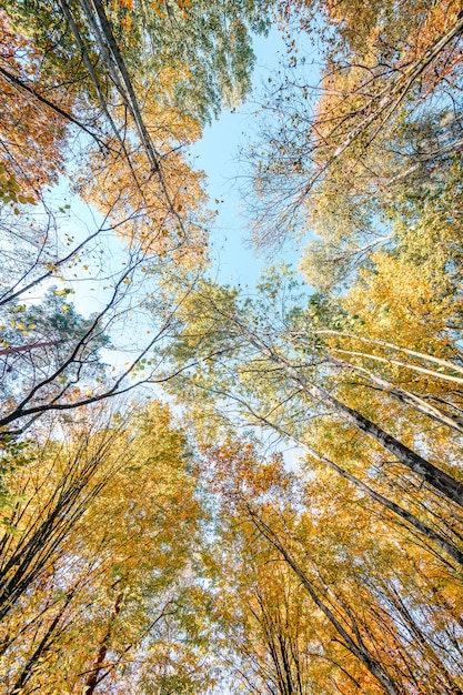 Arbre de la forêt. feuilles sèches