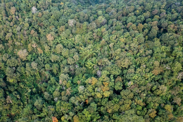 Arbre de forêt vue de dessus aérienne et Texture de l'arrière-plan de la vue de la forêt d'arbres verts abstrait fron caméra de drone