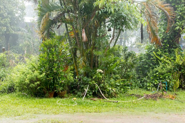 Arbre frais dans la pluie