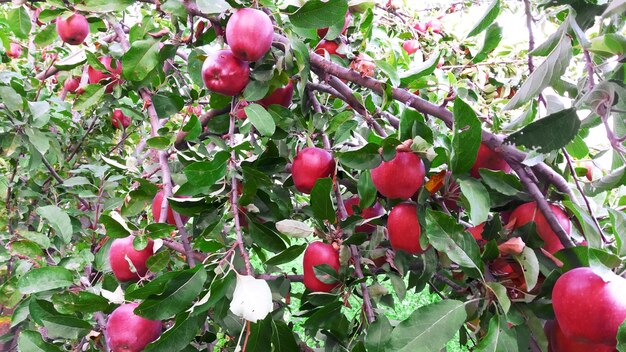 un arbre avec un fruit rouge et une fleur blanche dessus