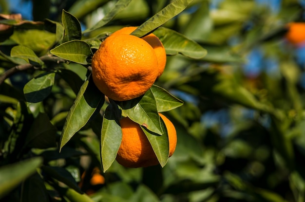 Arbre fruitier aux feuilles vertes et à la mandarine, fruits de la mandarine