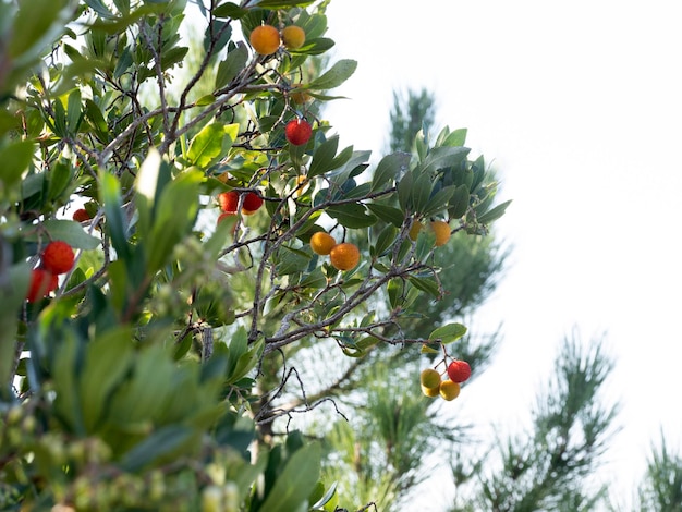 Arbre fruitier aux fraises en Ligurie, Italie