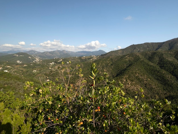 Arbre fruitier aux fraises en Ligurie, Italie