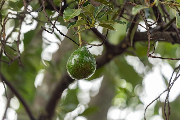 Arbre fruitier d'avocat