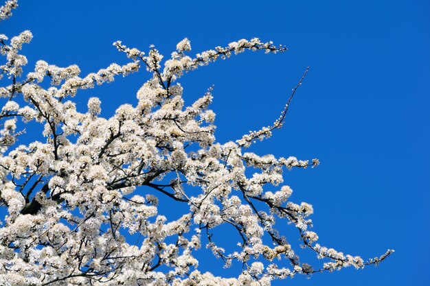 Arbre fruitier couvert de fleurs blanches contre un ciel clair