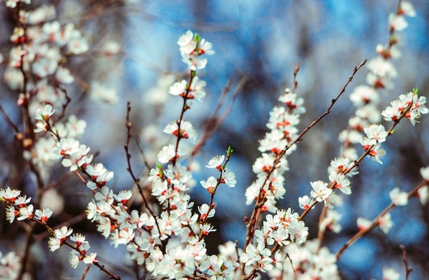 Arbre fruitier en fleurs dans le jardin.