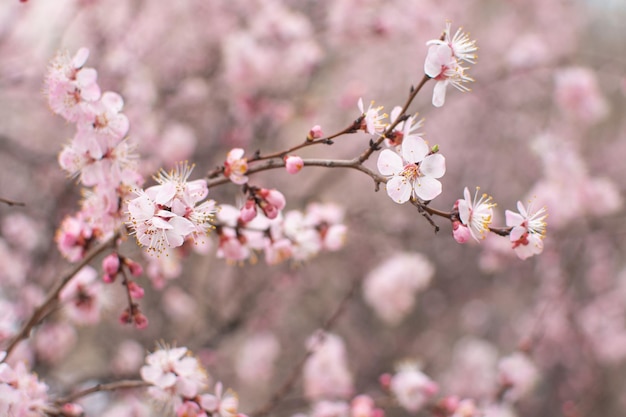 Arbre fruitier à fleurs nature printemps