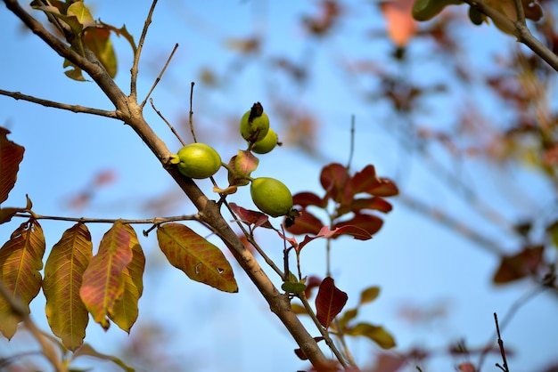 Arbre fruitier de goyave dans un jardin tropical biologique, fruits crus de goyave frais et sains dans la ferme de goyave.