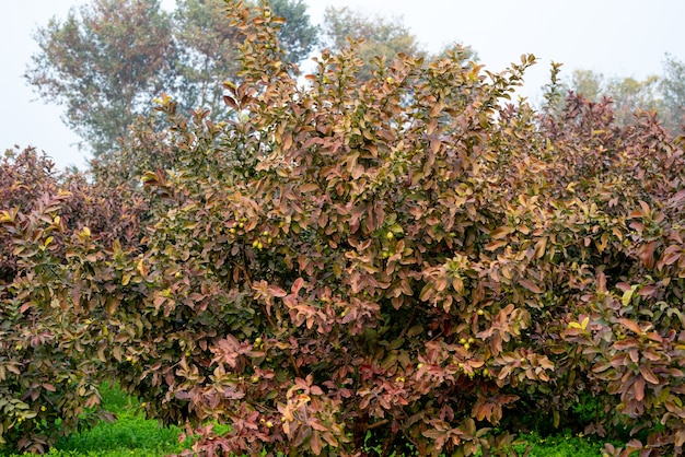 Arbre fruitier de goyave dans un jardin tropical biologique