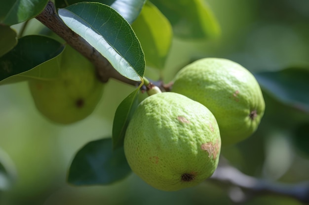 L'arbre fruitier de goyave génère de l'intelligence artificielle