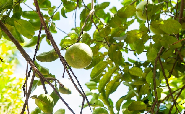 Arbre fruitier orange vert dans le jardin