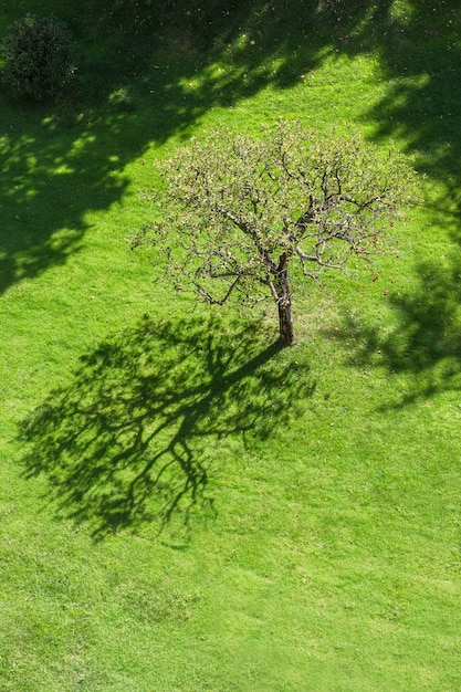 Arbre fruitier vu d'en haut