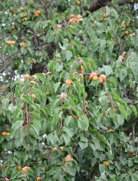 Un arbre avec des fruits dessus et les feuilles sont vertes et jaunes.