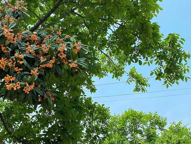 Un arbre avec des fruits orange dessus et le ciel est bleu.