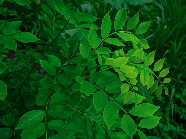 Arbre de Gamal ou Gliricidia Sepium