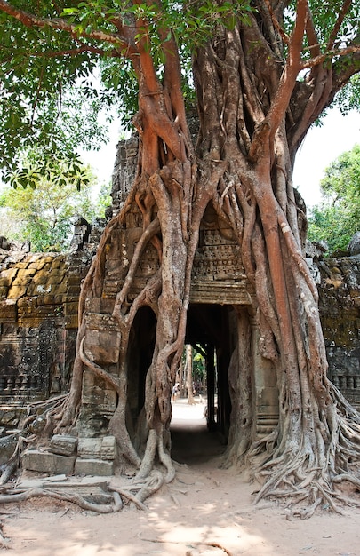 Arbre géant poussant sur les ruines antiques du temple de Ta Prohm à Angkor Wat, Siem Reap, Cambodge