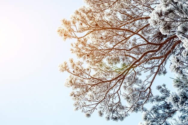 Arbre gelé sur ciel blanc d'hiver. Jour glacial, scène d'hiver calme. Superbe vue sur le désert.