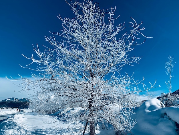 Arbre gelé avec de la neige blanche au sol en hiver