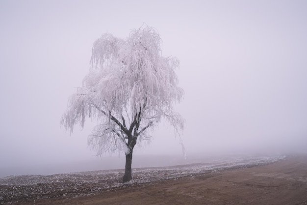 Arbre gelé sur le pré brumeux