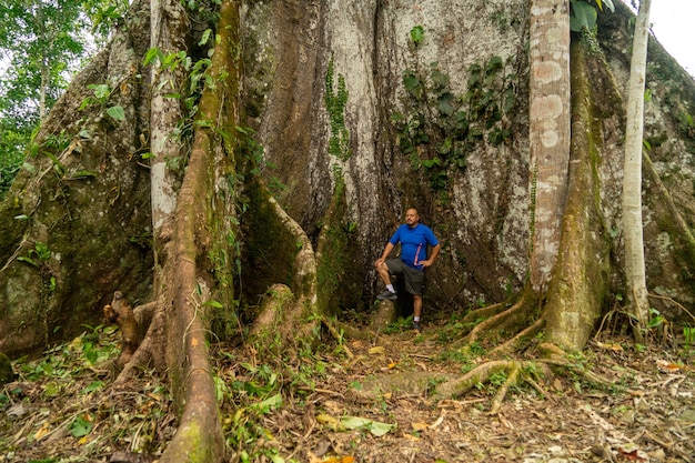 Arbre Giante Ceiba, Misahualli, Amazon, Equateur,