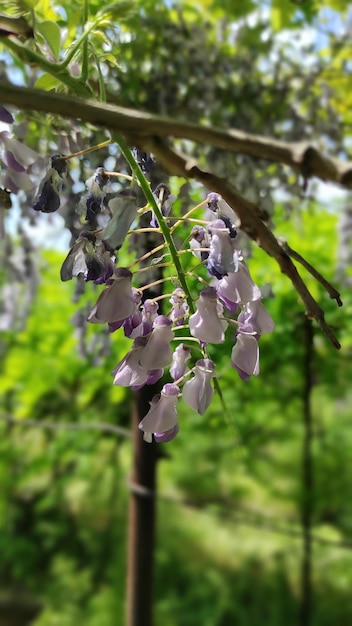 Photo un arbre de glycine avec des fleurs violettes en arrière-plan