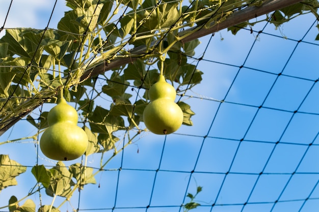 Arbre de gourde et de gourdes sur une vigne, prêt pour la récolte.